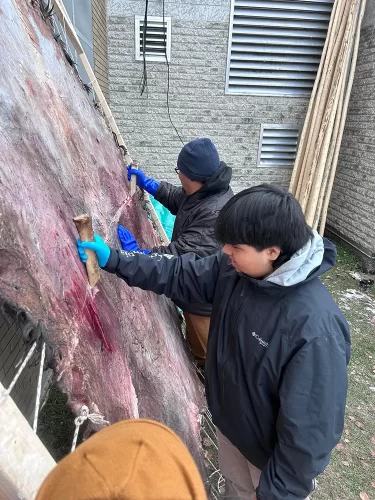 Students use bone handles to clean a hide.