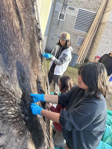 Three students clean a moose hide on a frame.