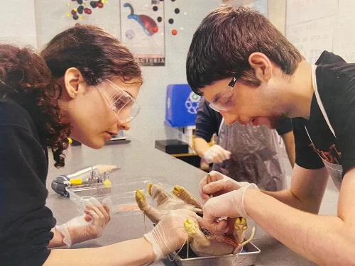 Biology students dissect a pig.