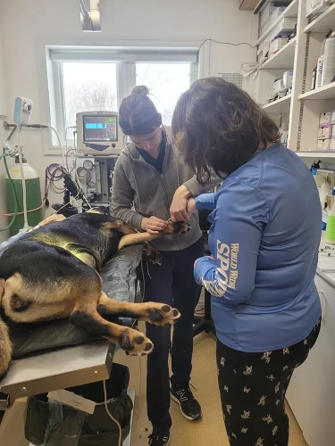 Student helps a vet clip a sheppard's toenails.